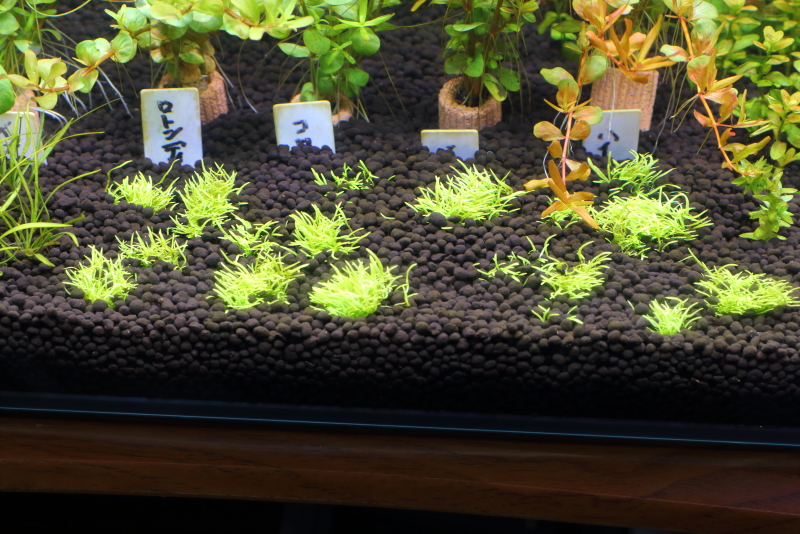 植栽から14日目　ウォーターローン